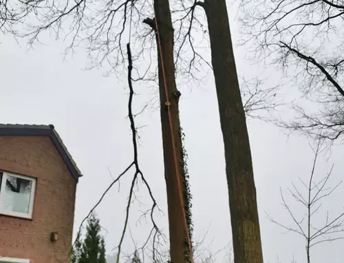 Schuette Holzbau Uelzen Baumfaellung 1 66dabacd0424d