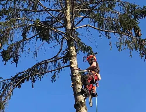 Schuette Holzbau Uelzen Baumfaellung 3 66dabacf9abf1