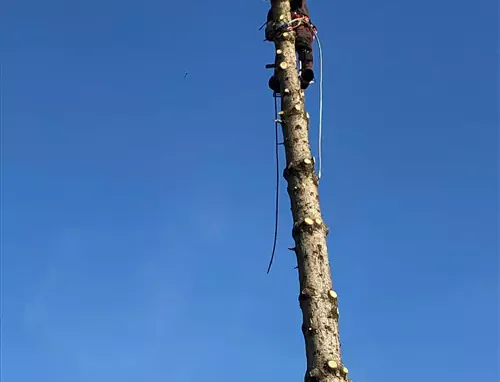 Schuette Holzbau Uelzen Baumfaellung 4 66dabace8f9bc